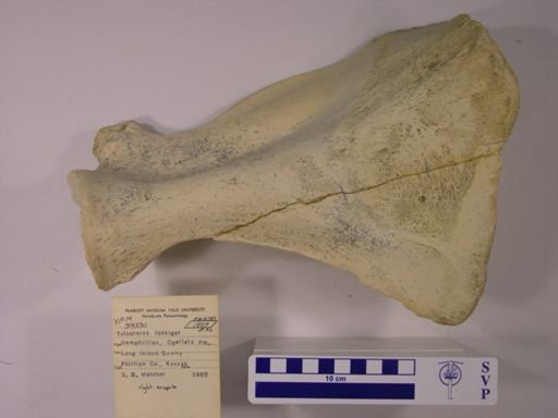 Teleoceras fossiger