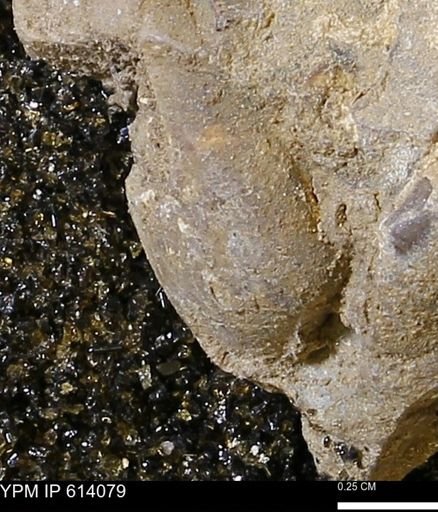 undet. Mollusca