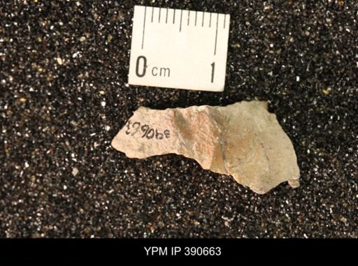 undet. Scaphitidae