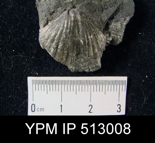 Spirifer sp.