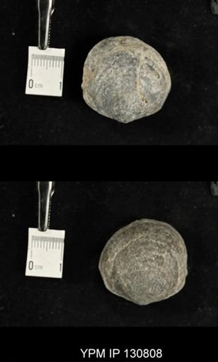 Spinatrypa spinosa