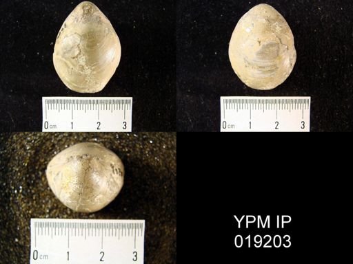Oleneothyris perovalis