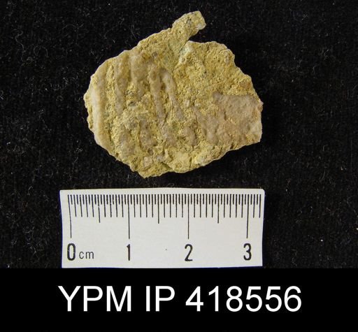 undet. Spiriferinida