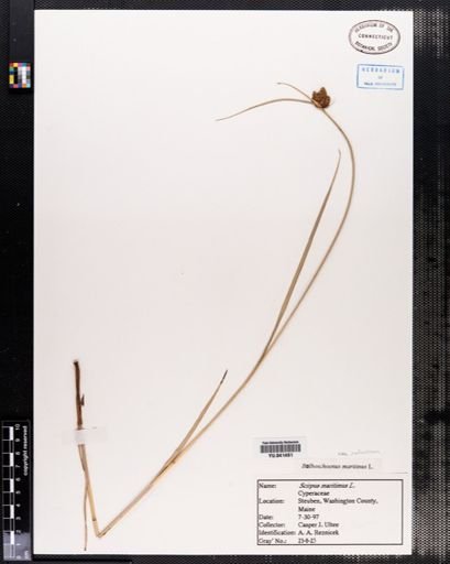 Plantae