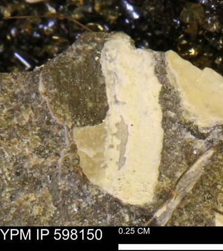 Limopsis striatopunctatus