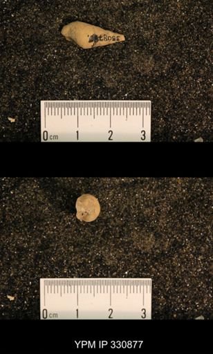 Meekospira peracuta choctawensis
