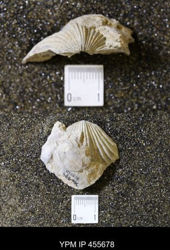 Platystrophia ponderosa