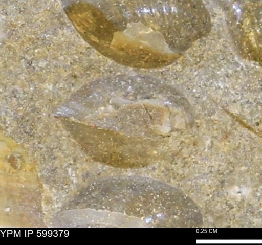 Protocardia subquadrata