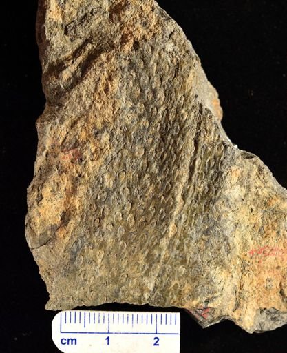 Archaeosigillaria sp.