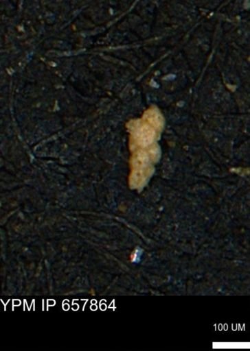 Verneuilinoides kansasensis