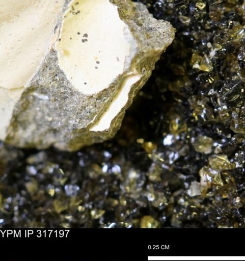 undet. Mollusca