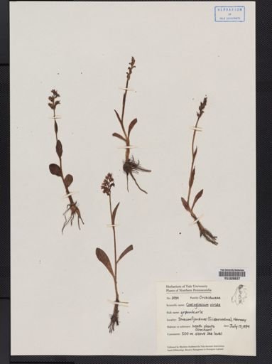 Coeloglossum
