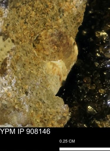 undet. Mollusca