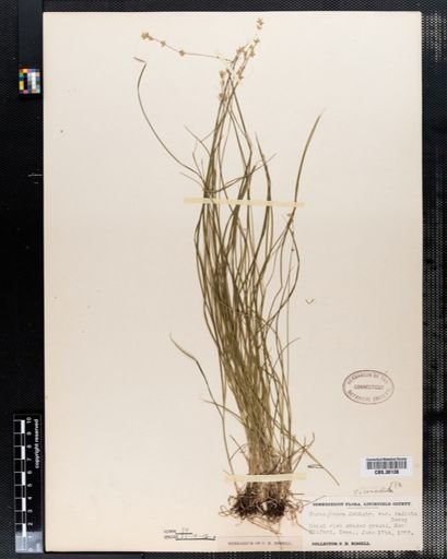 Carex convoluta