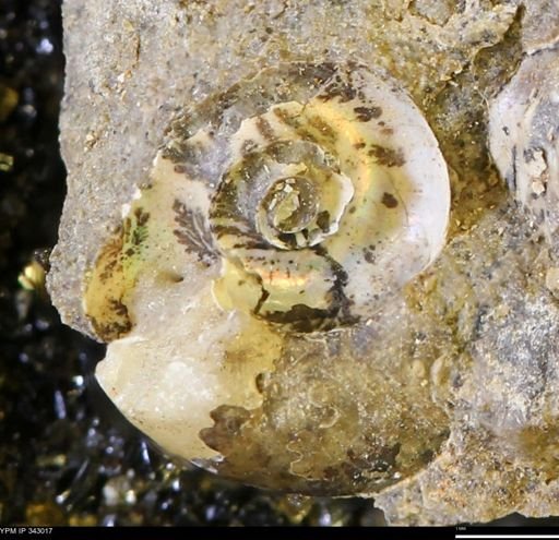 undet. Ammonoidea