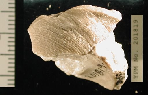 Euconia grandis