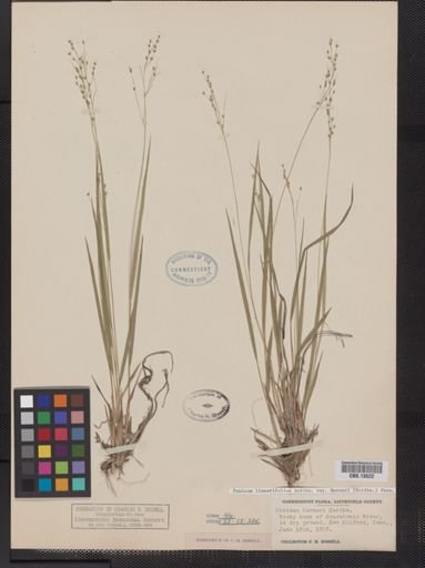 Panicum linearifolium
