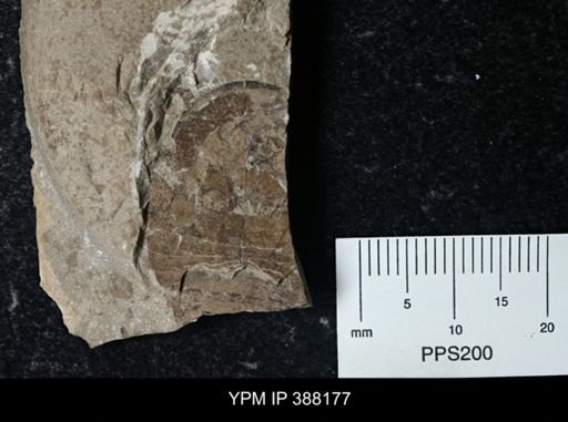 Erieopterus sp.