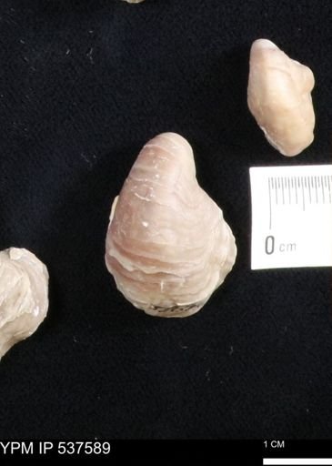 Gryphaea mucronata