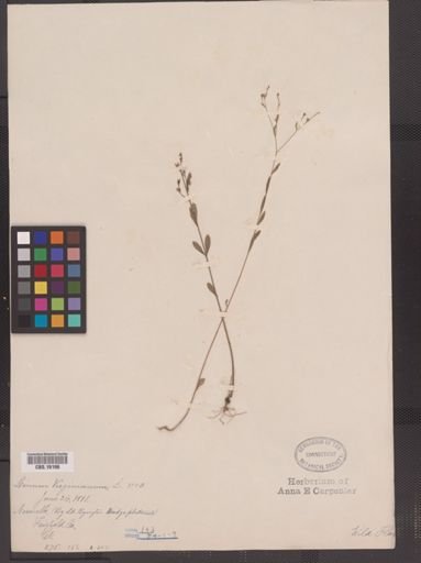 Linum virginianum