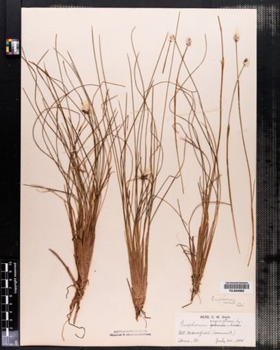 Eriophorum