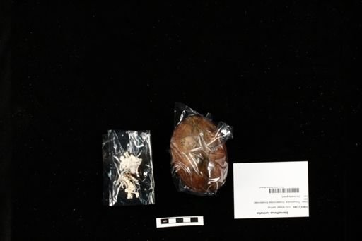 Sternotherus carinatus