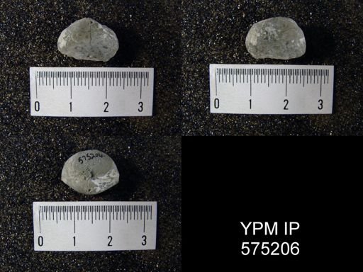 undet. Rhynchonelloidea