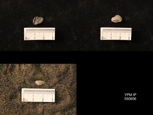 Marginifera wabashensis