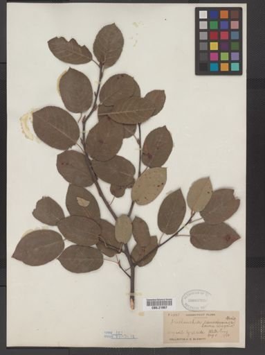 Amelanchier laevis