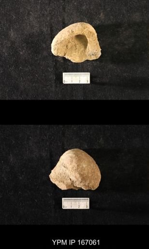 Brachiospongia digitata