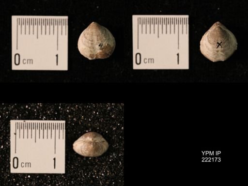 Composita lewisensis