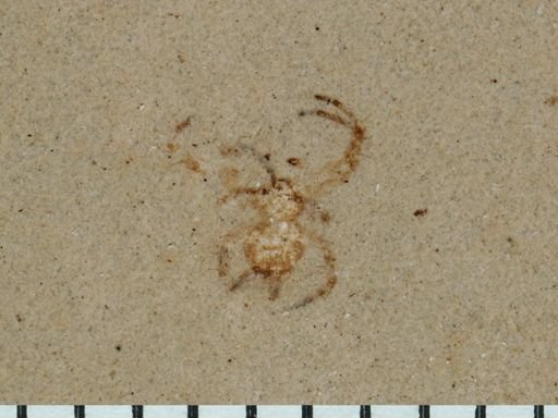 undet. Araneae