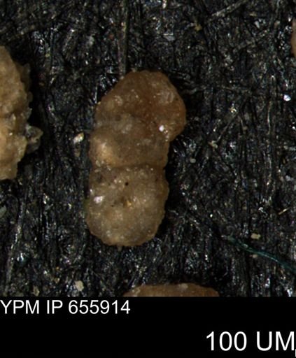Ammobaculites euides