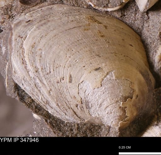 Limopsis striatopunctatus