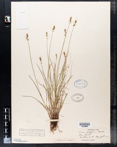 Carex retroflexa