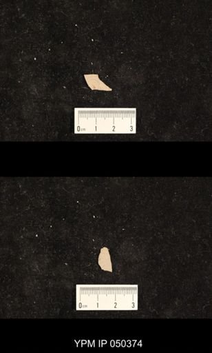 undet. Hexapoda
