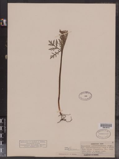 Botrychium lanceolatum