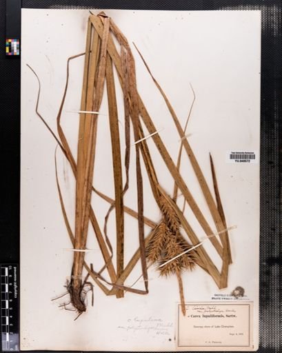 Carex lupulina