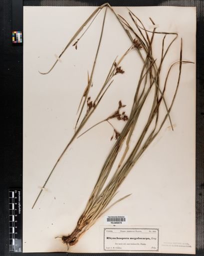 Rhynchospora