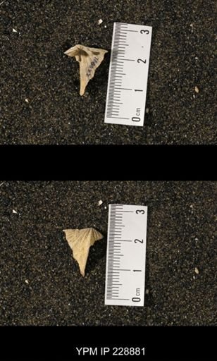 Neospirifer triplicatus