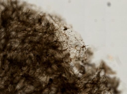 Clathria prolifera