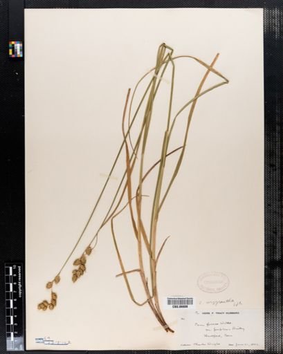 Carex argyrantha