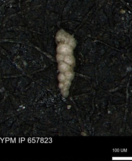 Verneuilinoides kansasensis