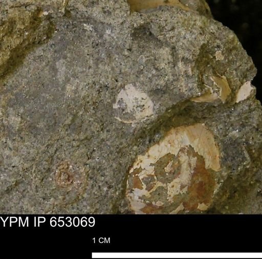 undet. Mollusca