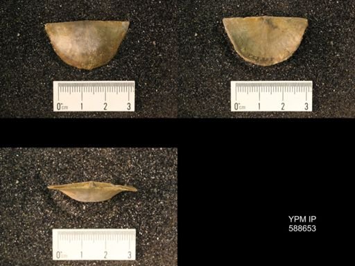 Strophomena planumbona