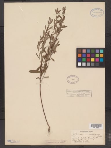 Helianthemum canadense