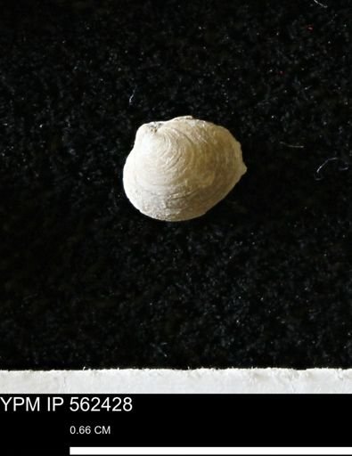 Limopsis striatopunctatus