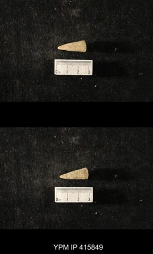 Conularia crustula