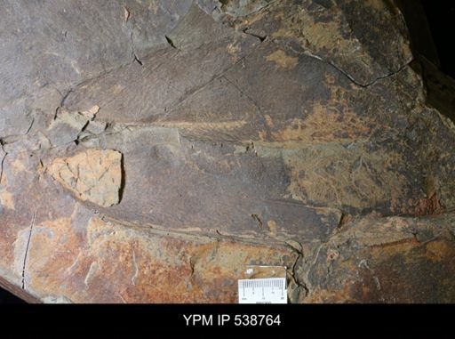 undet. Anomalocarididae