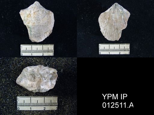 Spirifer mexicanus latus